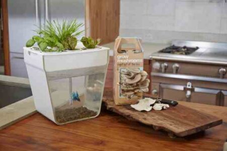Office Trials – Aquaponic System Image